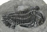 Detailed Hollardops Trilobite Fossil - Ofaten, Morocco #346541-3